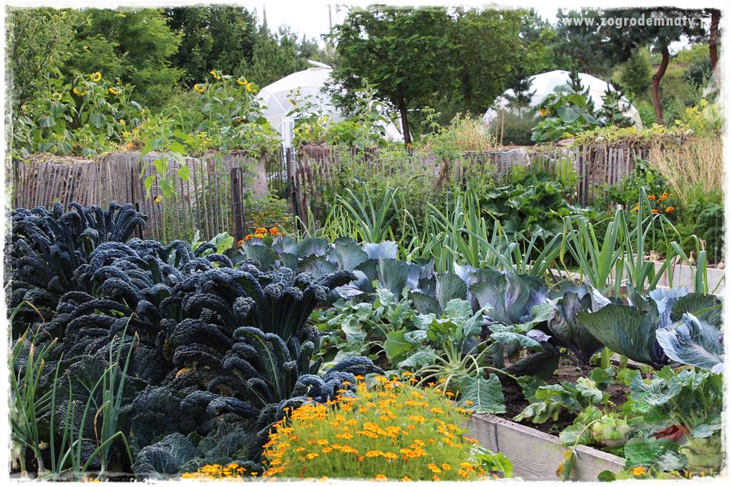 warzywa bez chemii 35