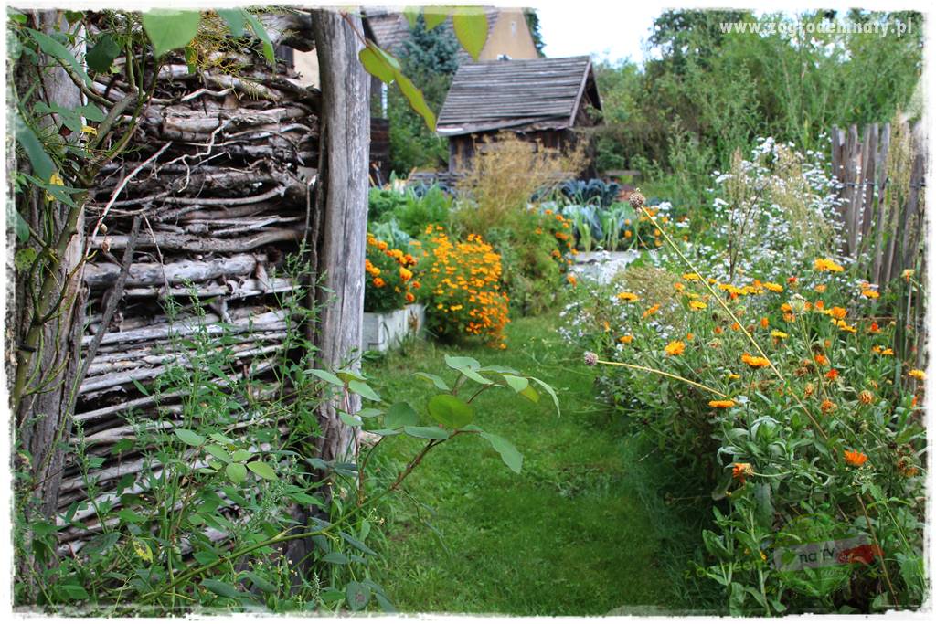 warzywa bez chemii 36 warzywa bez chemii 36