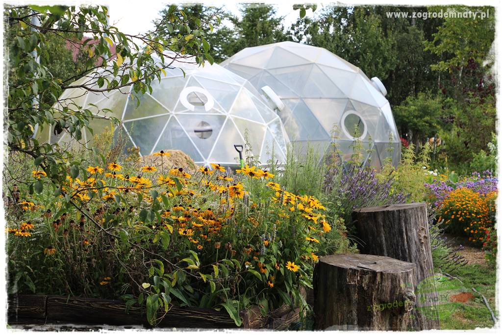 warzywa bez chemii 38 warzywa bez chemii 38