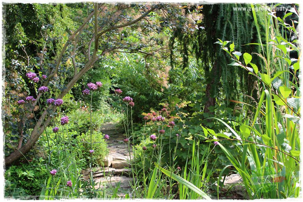 Dziki ogród 11 Dziki ogród 11