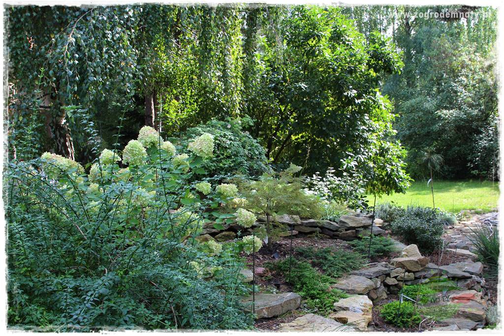 Dziki ogród 22 Dziki ogród 22