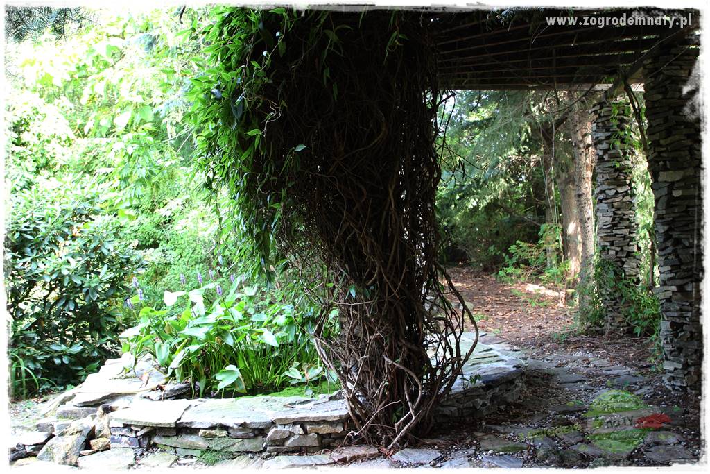 Dziki ogród 23 Dziki ogród 23