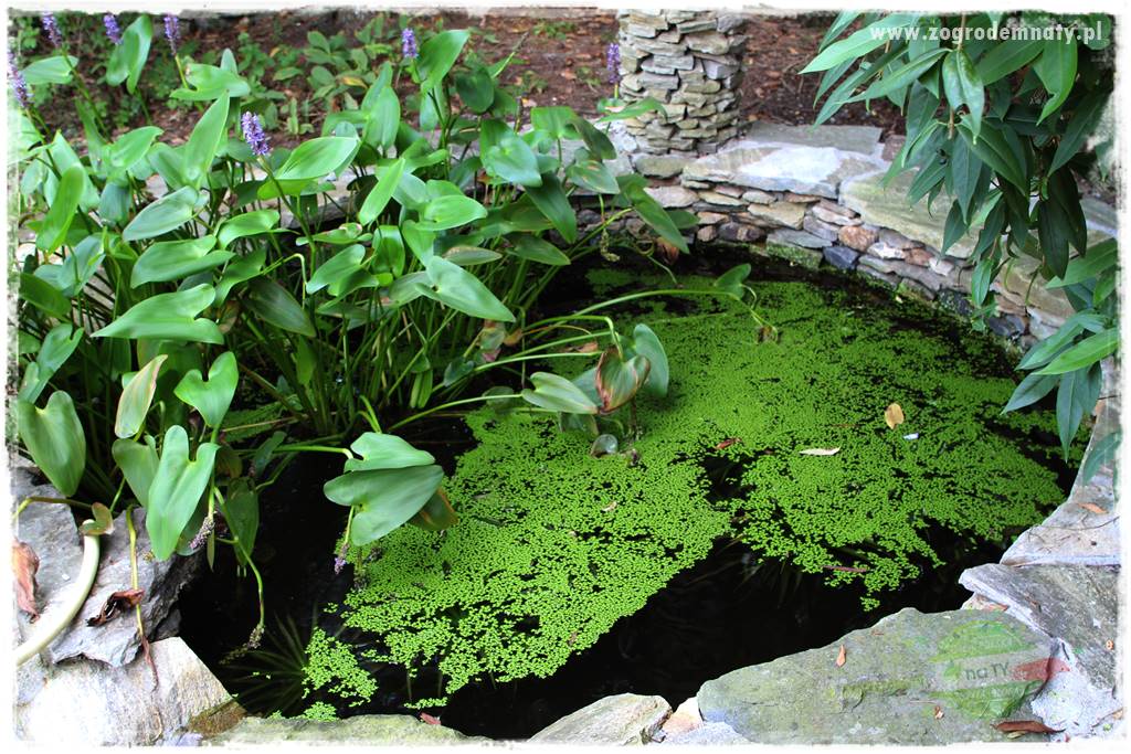 Dziki ogród 25 Dziki ogród 25