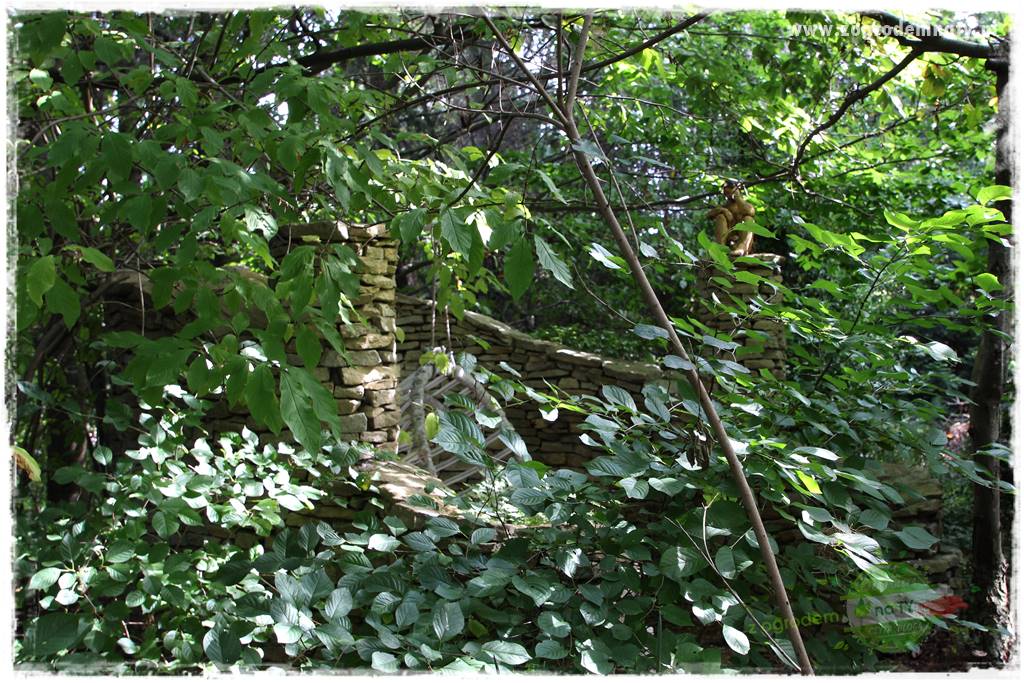 Dziki ogród 27 Dziki ogród 27