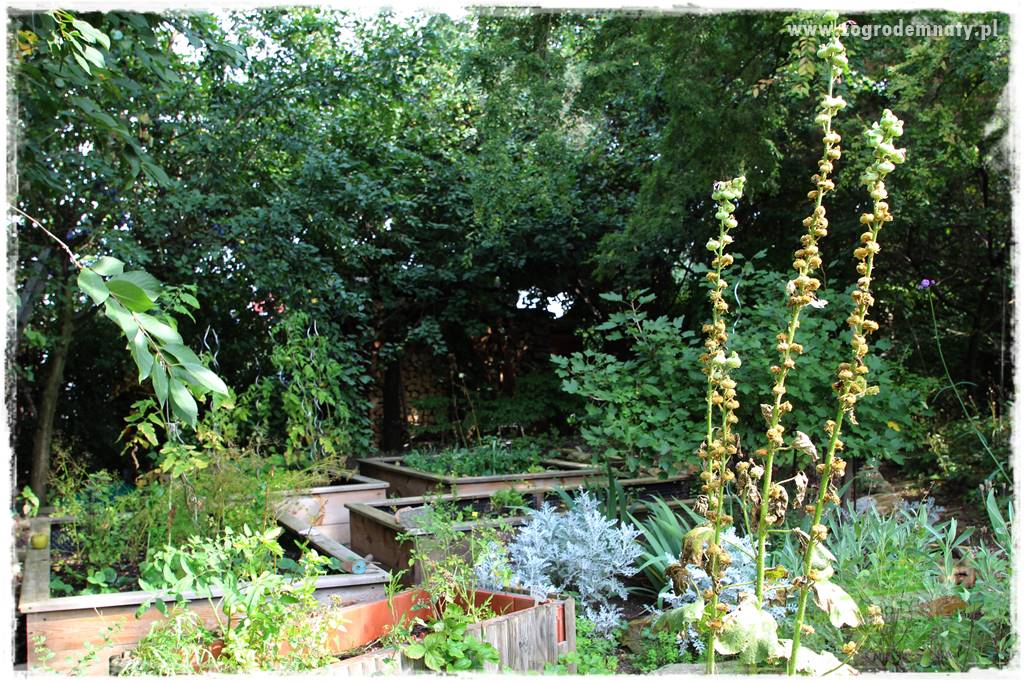 Dziki ogród 29 Dziki ogród 29