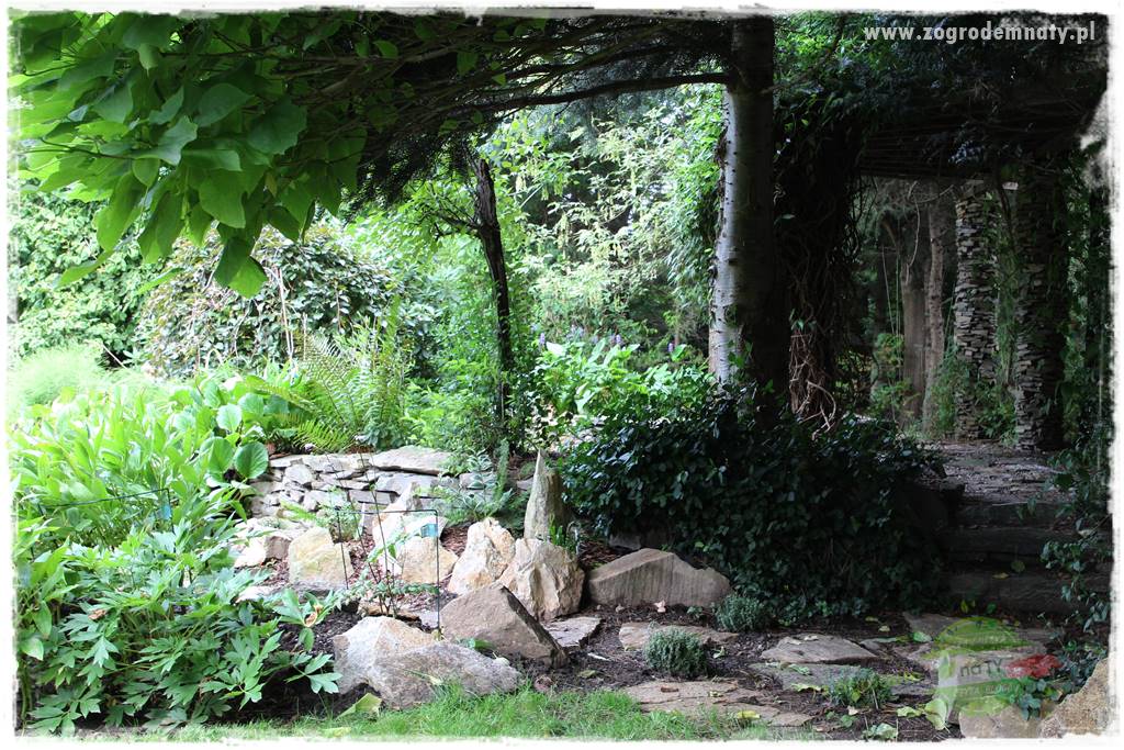 Dziki ogród 30 Dziki ogród 30