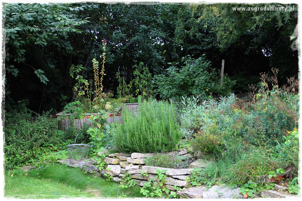 Dziki ogród 4 Dziki ogród 4
