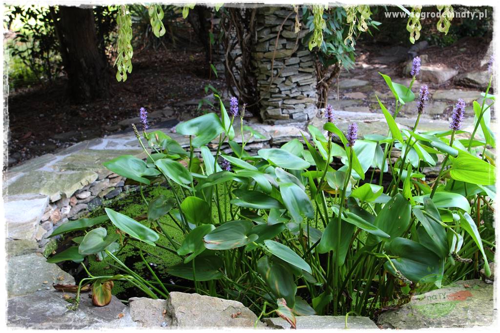 Dziki ogród 400 Dziki ogród 400