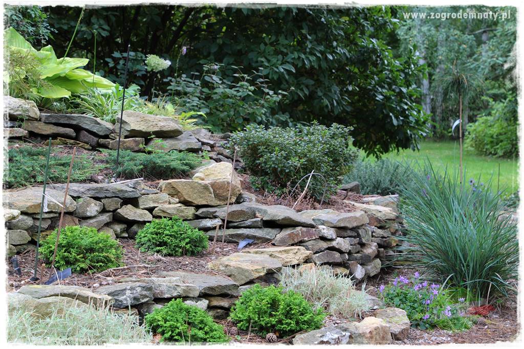 Dziki ogród 403 Dziki ogród 403