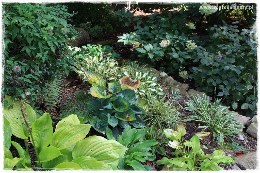 Dziki ogród 406 Dziki ogród 406