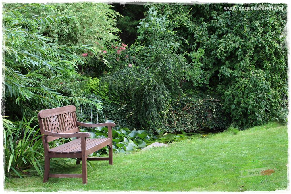 Dziki ogród 407 Dziki ogród 407