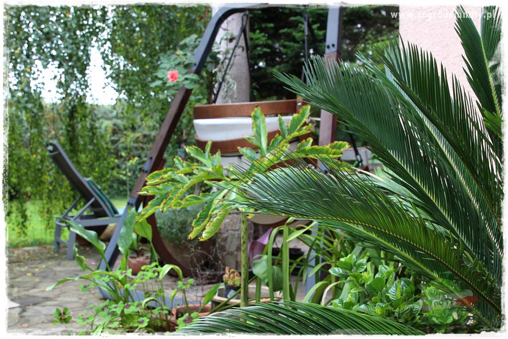 Dziki ogród 409 Dziki ogród 409