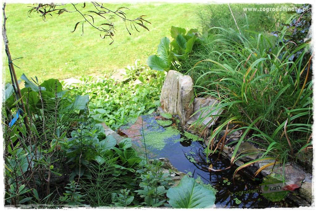Dziki ogród 41 Dziki ogród 41