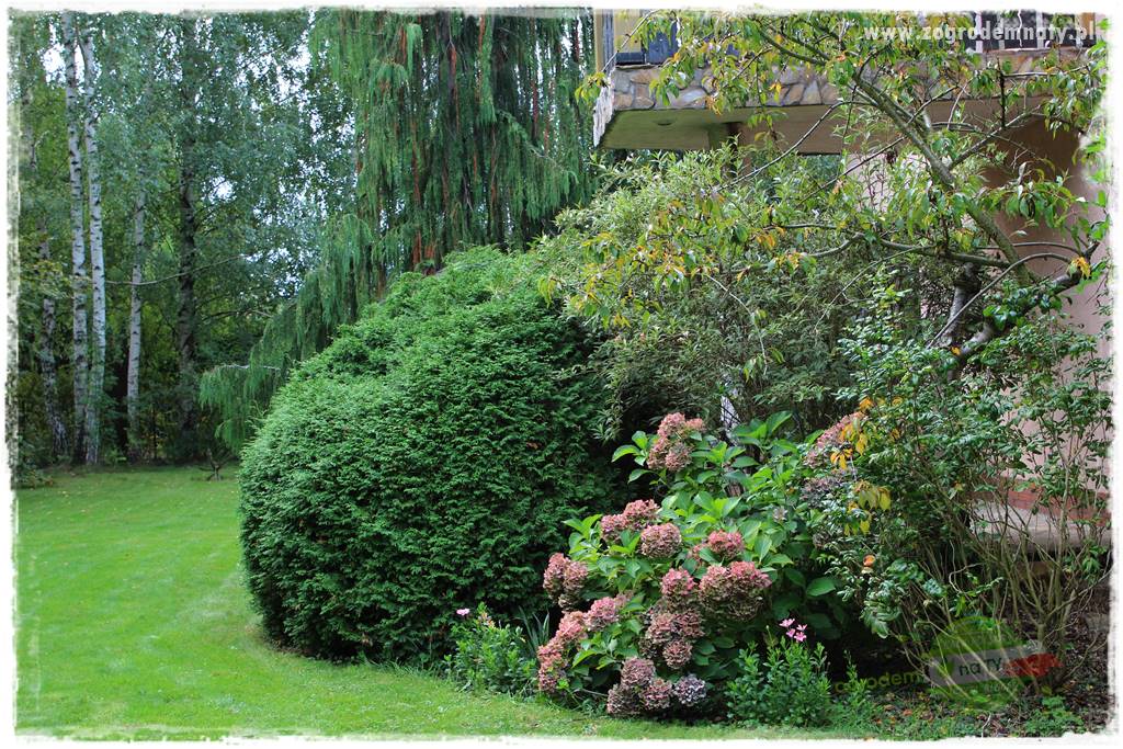 Dziki ogród 411 Dziki ogród 411