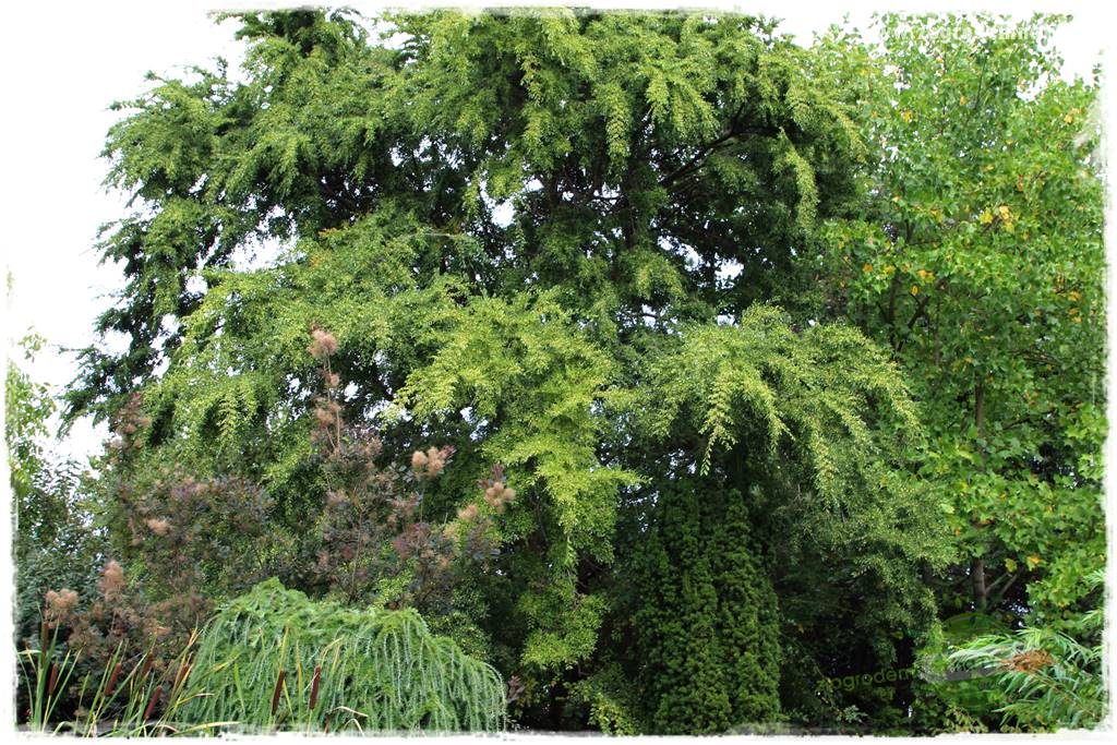 Dziki ogród 412 Dziki ogród 412