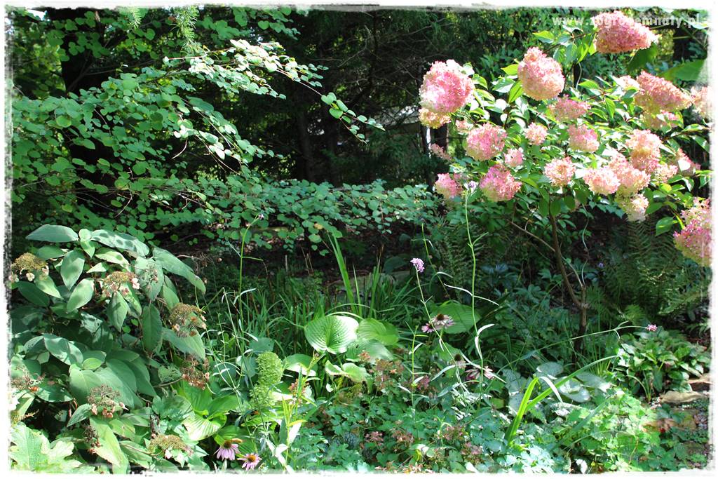 Dziki ogród 414 Dziki ogród 414