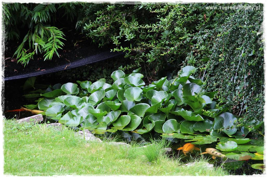 Dziki ogród 415 Dziki ogród 415