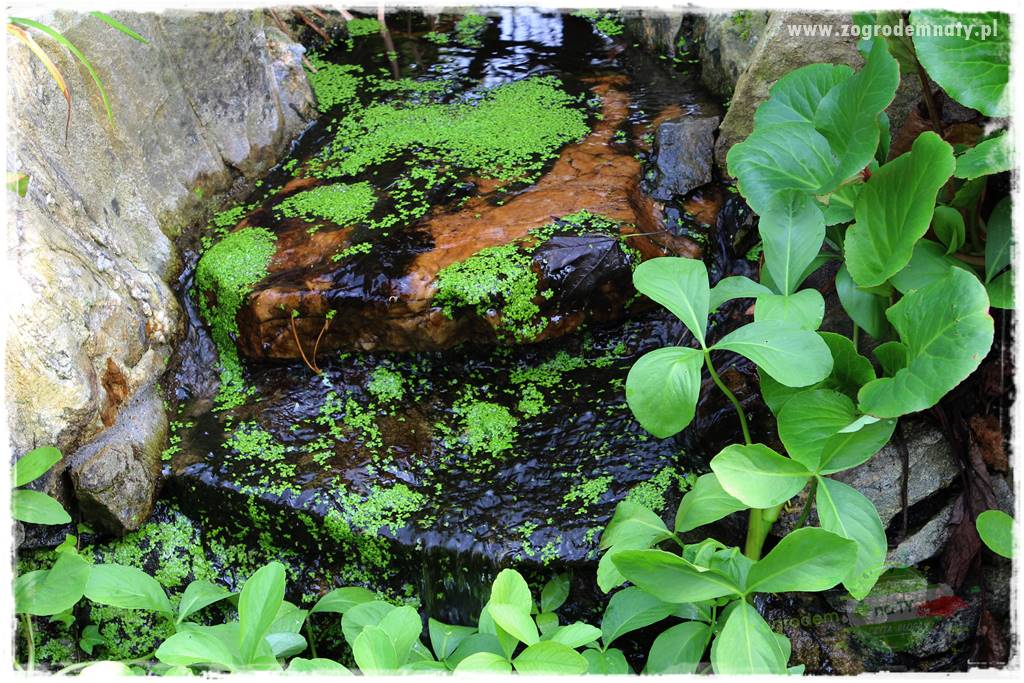 Dziki ogród 416 Dziki ogród 416