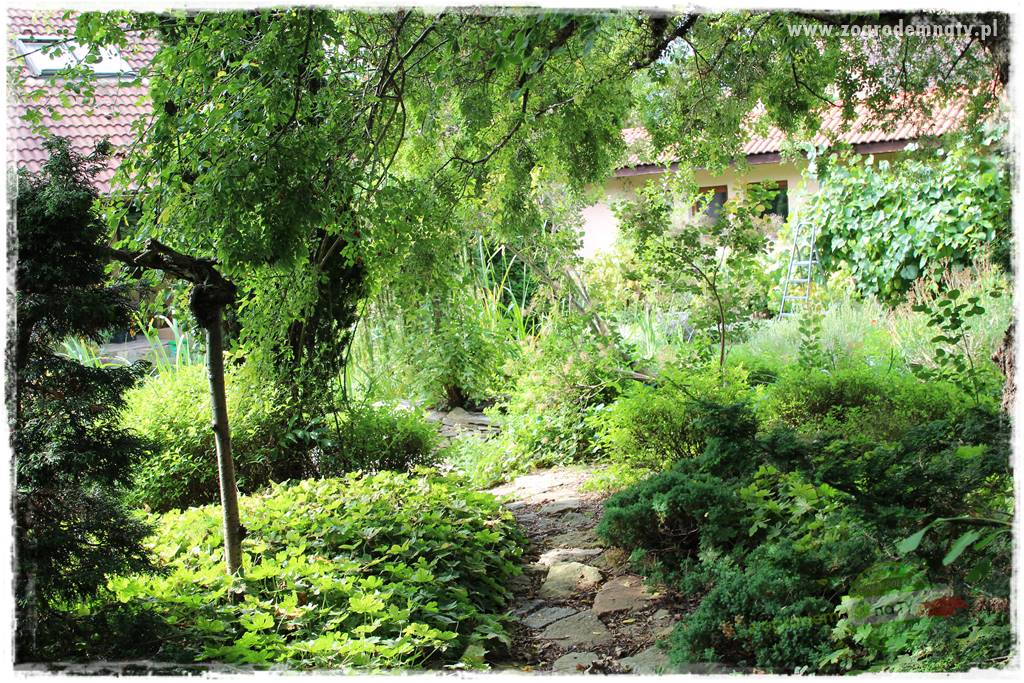 Dziki ogród 417 Dziki ogród 417