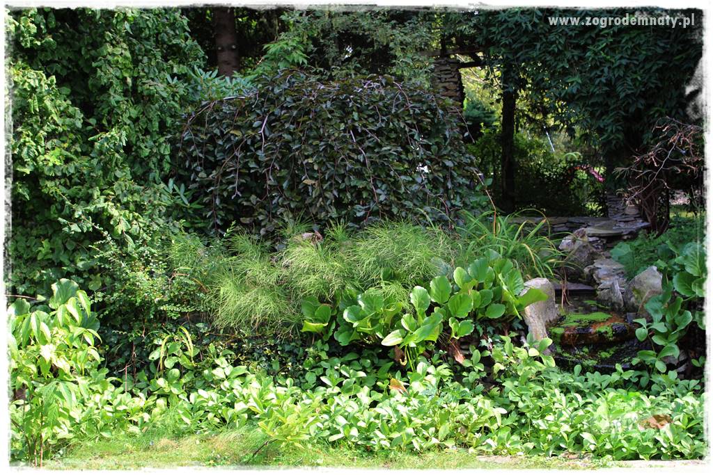 Dziki ogród 418 Dziki ogród 418