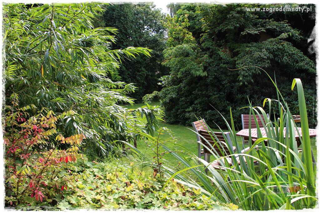 Dziki ogród 419 Dziki ogród 419