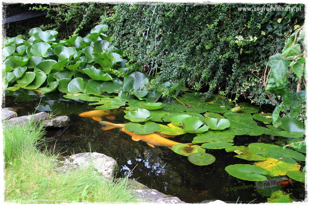 Dziki ogród 42 Dziki ogród 42