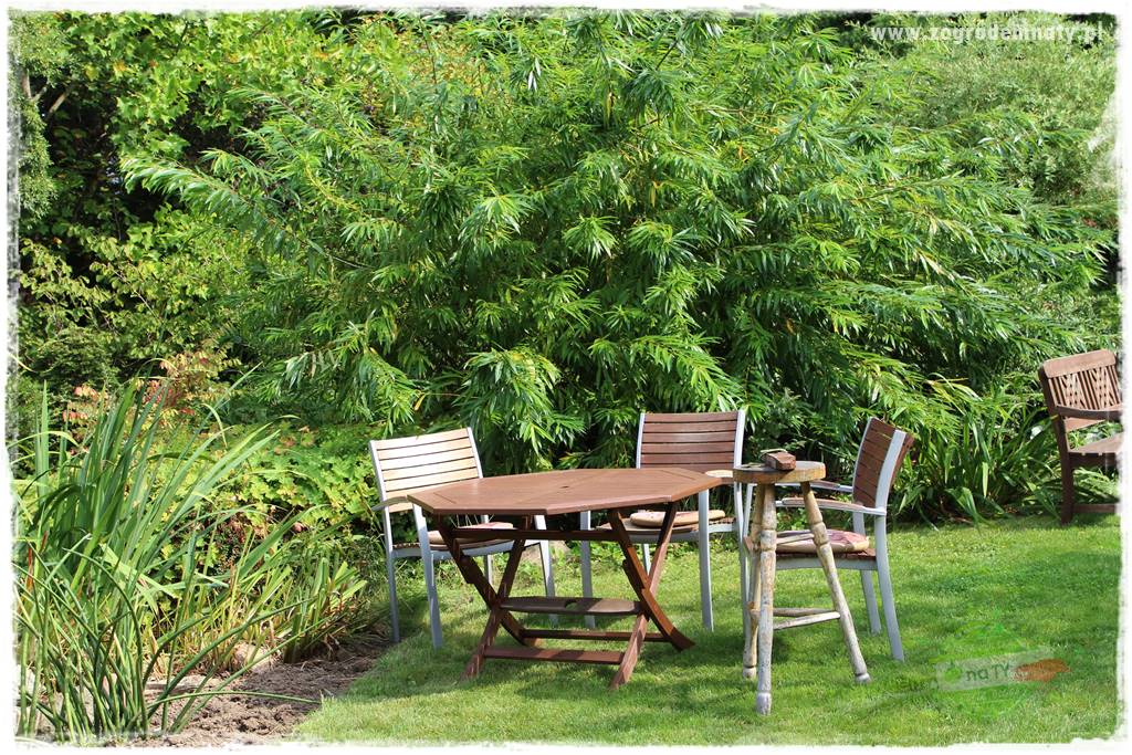 Dziki ogród 422 Dziki ogród 422