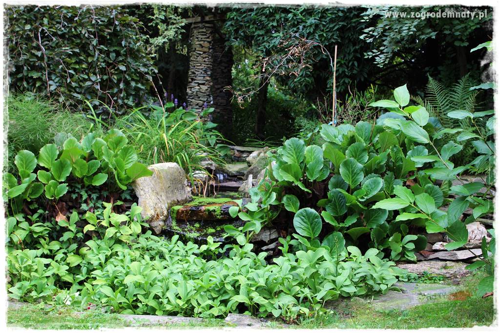 Dziki ogród 423 Dziki ogród 423