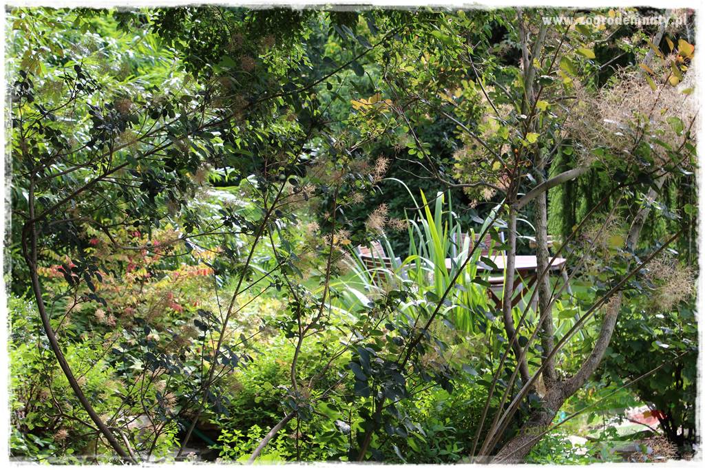 Dziki ogród 425 Dziki ogród 425