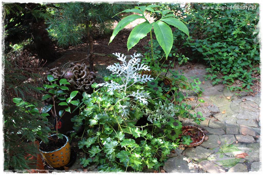 Dziki ogród 428 Dziki ogród 428