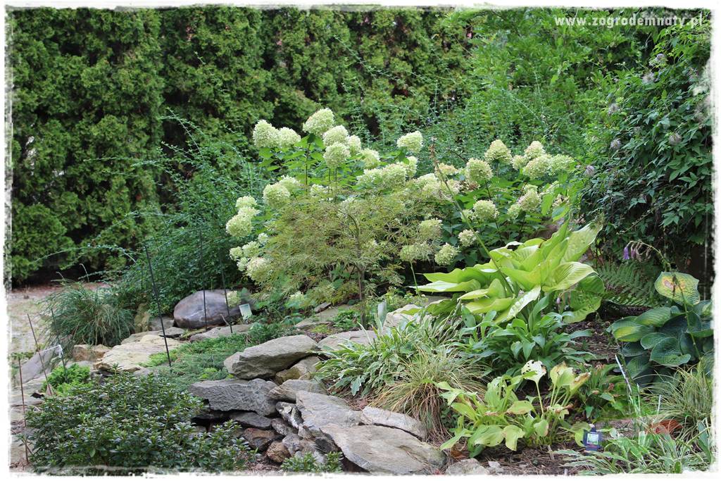 Dziki ogród 429 Dziki ogród 429