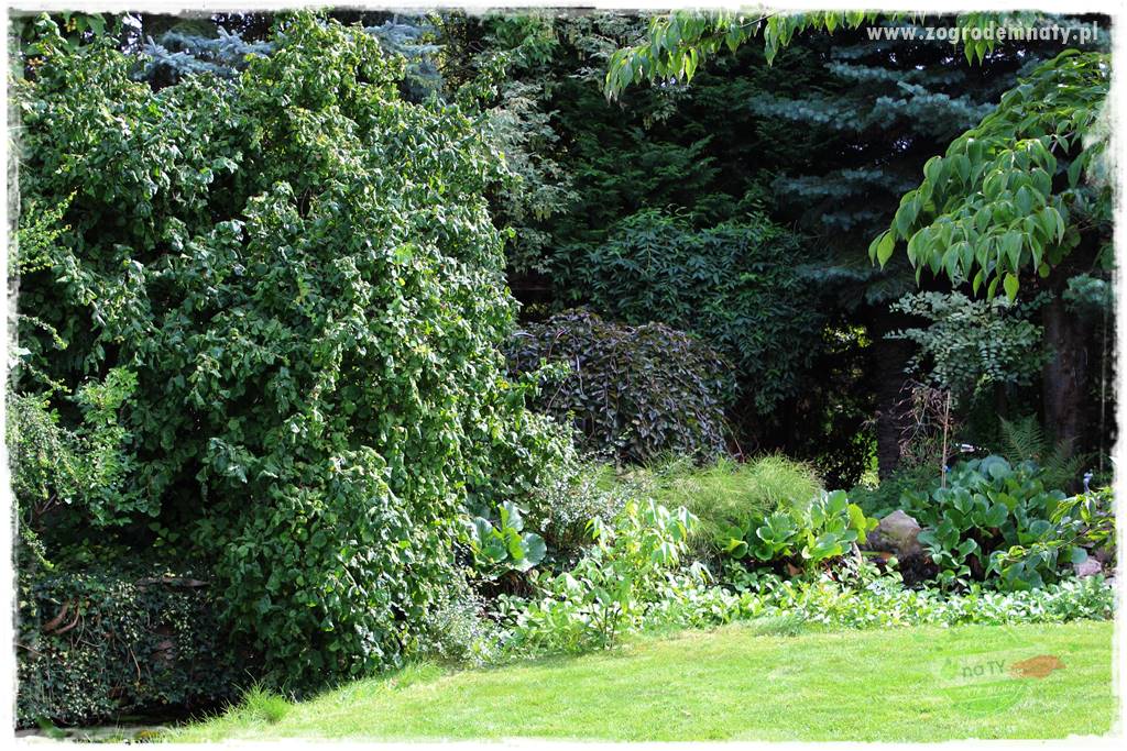 Dziki ogród 435 Dziki ogród 435