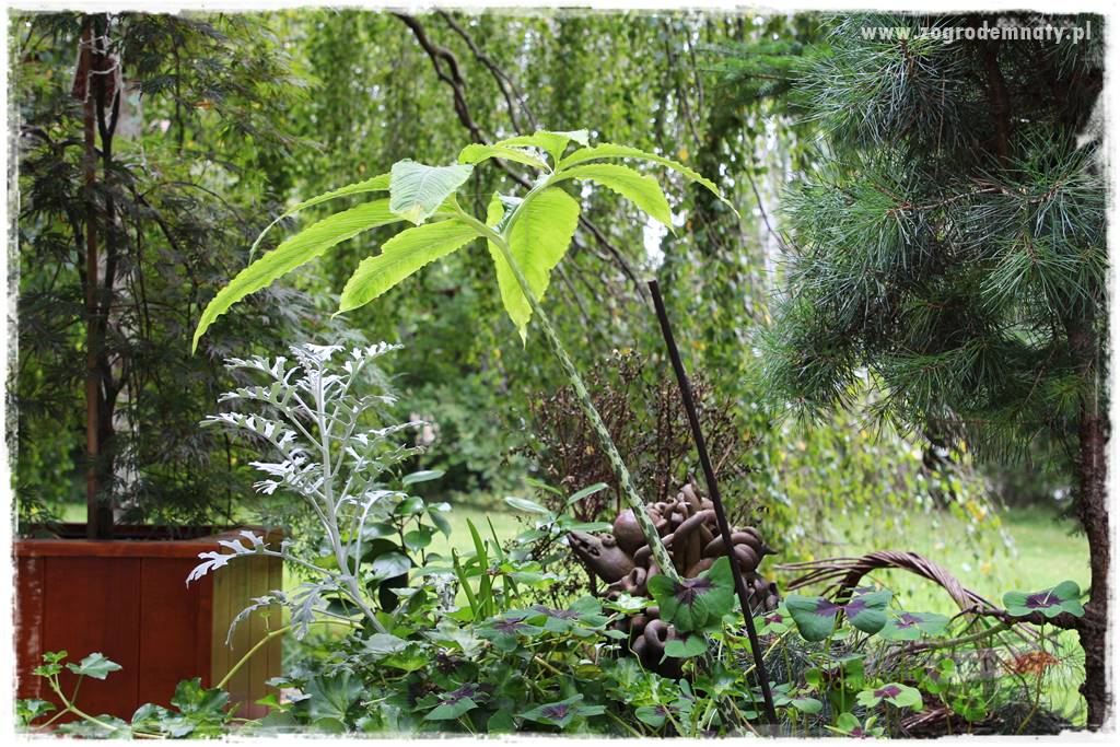 Dziki ogród 436 Dziki ogród 436