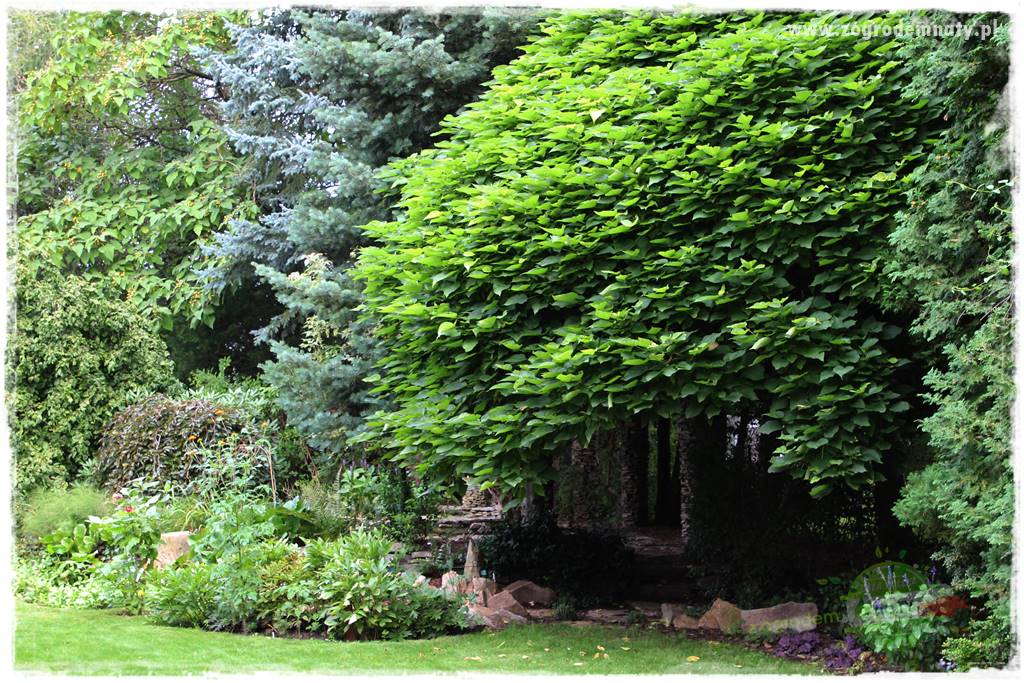 Dziki ogród 437 Dziki ogród 437