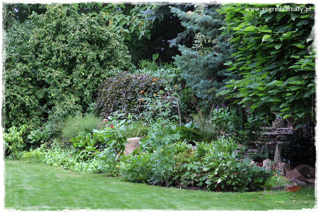 Dziki ogród 438 Dziki ogród 438
