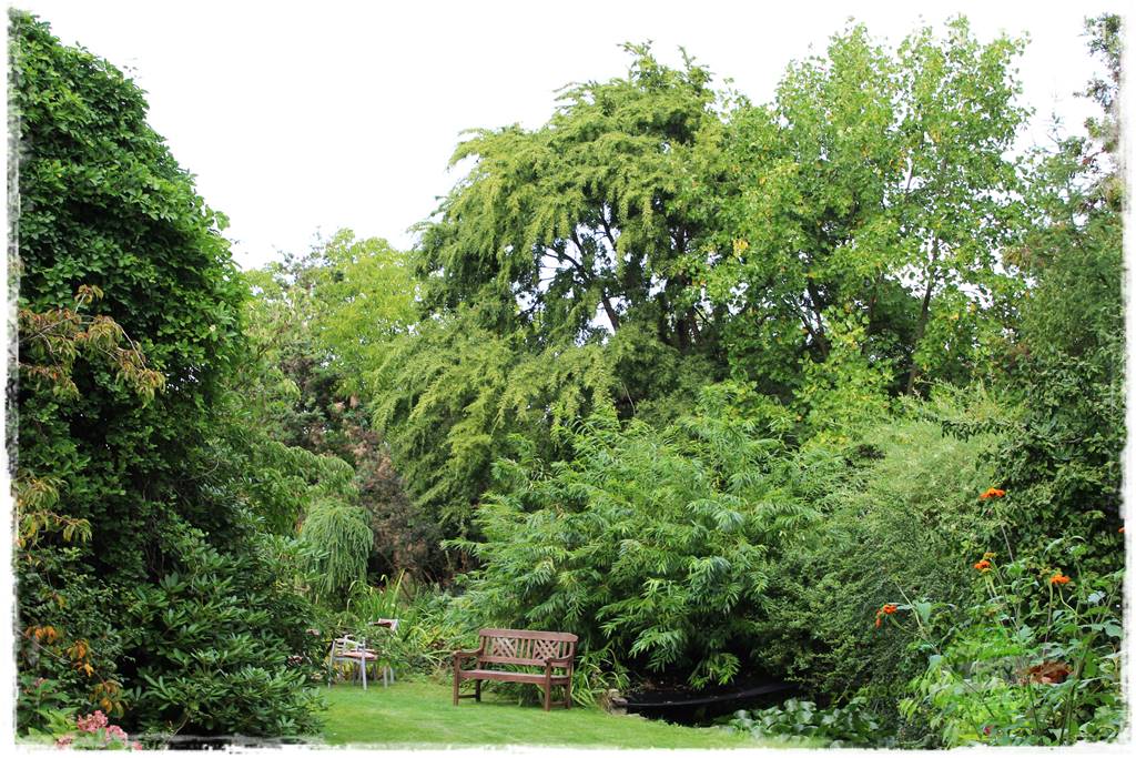 Dziki ogród 439 Dziki ogród 439