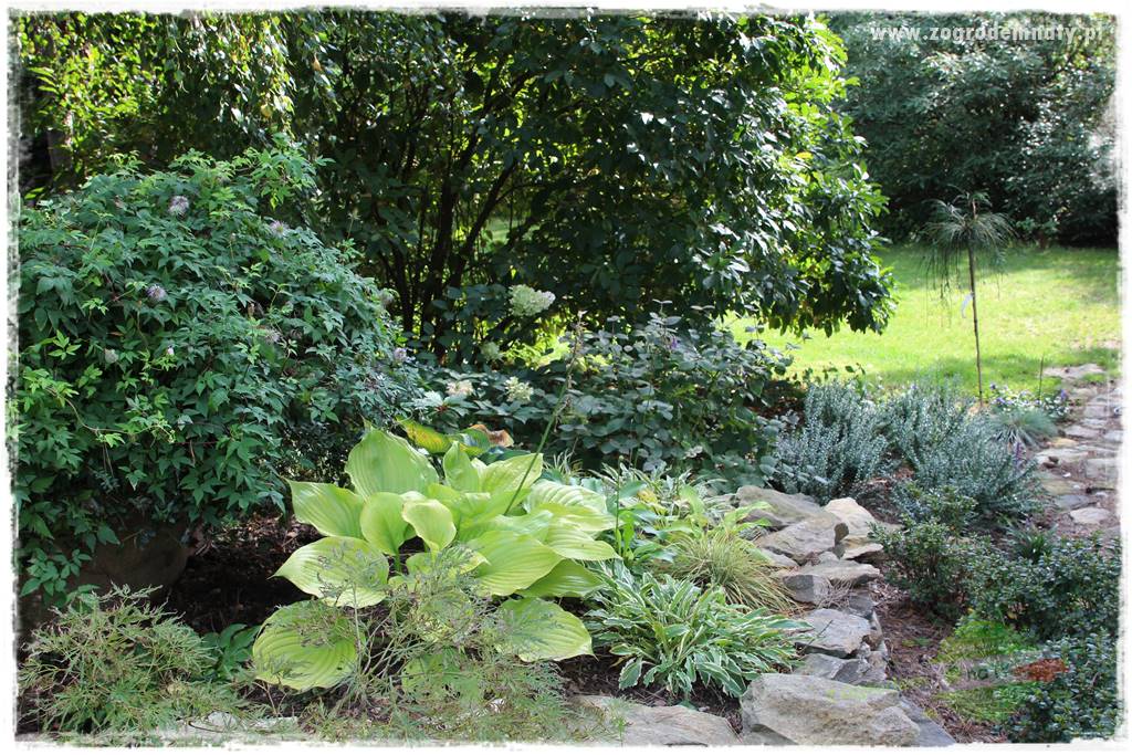 Dziki ogród 44 Dziki ogród 44
