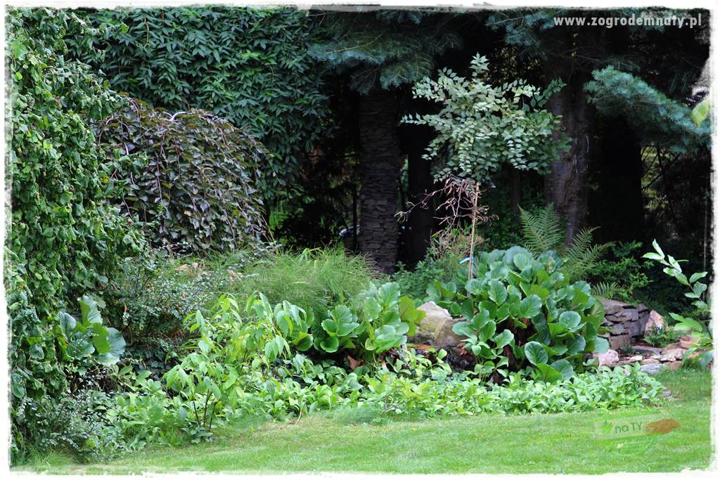 Dziki ogród 440 Dziki ogród 440