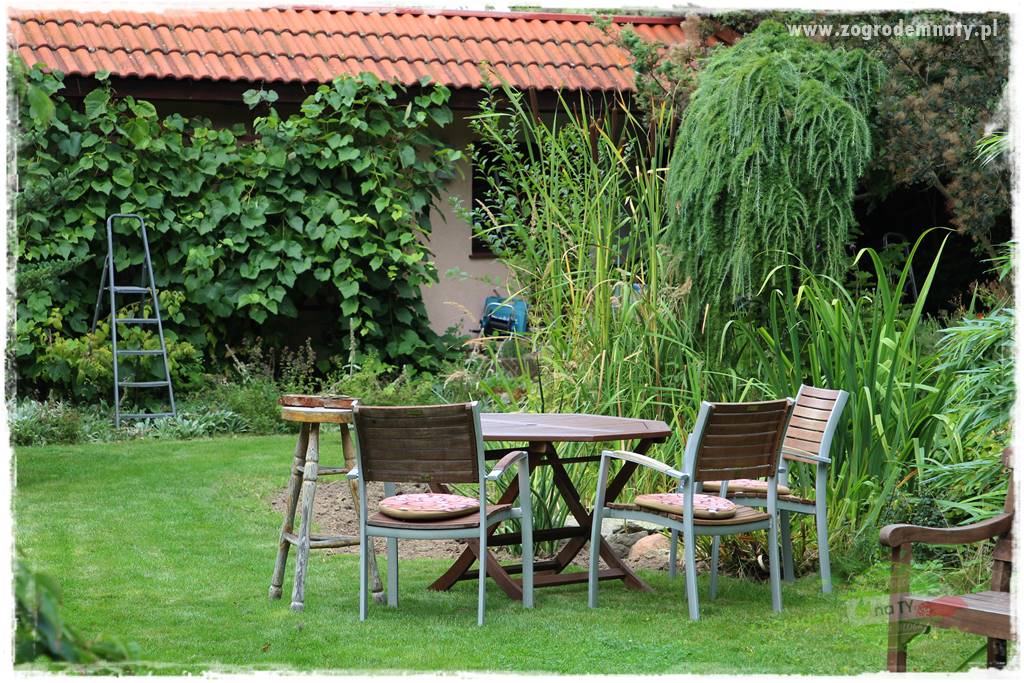 Dziki ogród 45 Dziki ogród 45