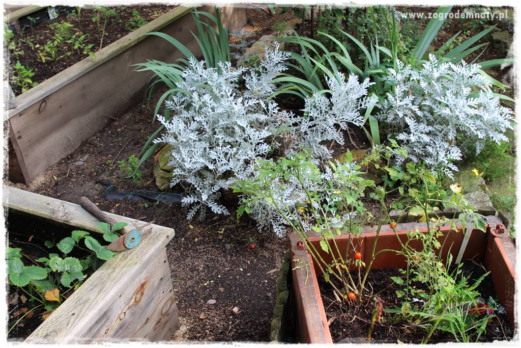 Dziki ogród 47 Dziki ogród 47