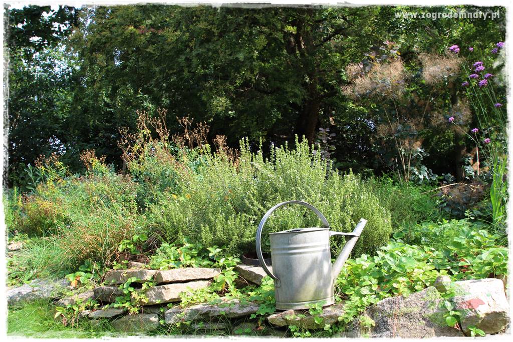 Dziki ogród 48 Dziki ogród 48