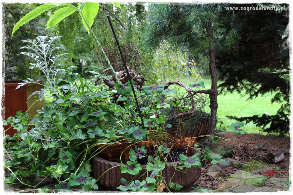 Dziki ogród 49 Dziki ogród 49