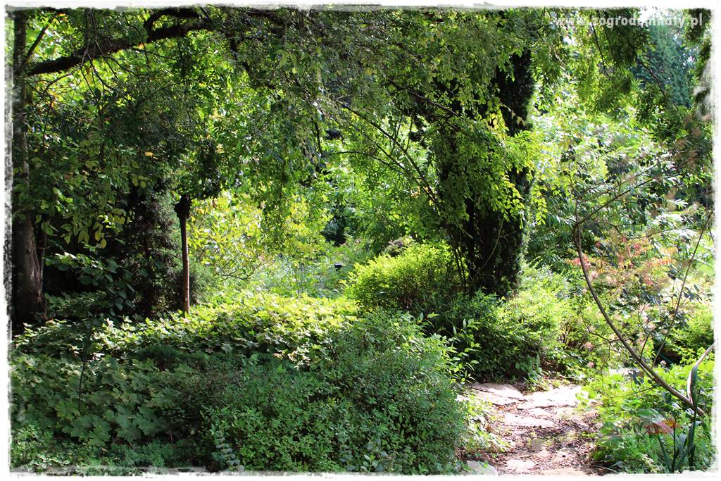 Dziki ogród 50 Dziki ogród 50