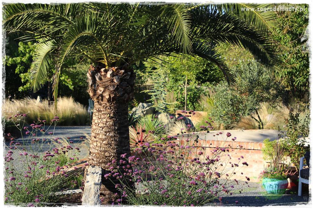 Egzotyczny ogród 202 Egzotyczny ogród 202