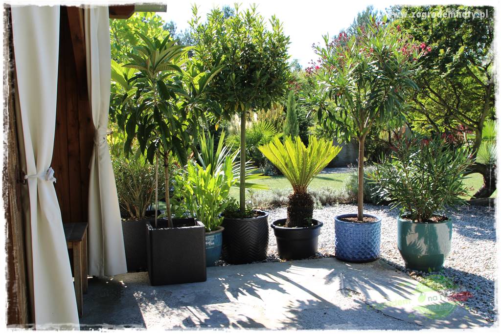 Egzotyczny ogród 400 Egzotyczny ogród 400