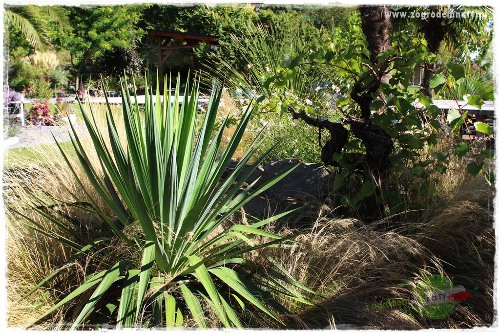 Egzotyczny ogród 403 Egzotyczny ogród 403