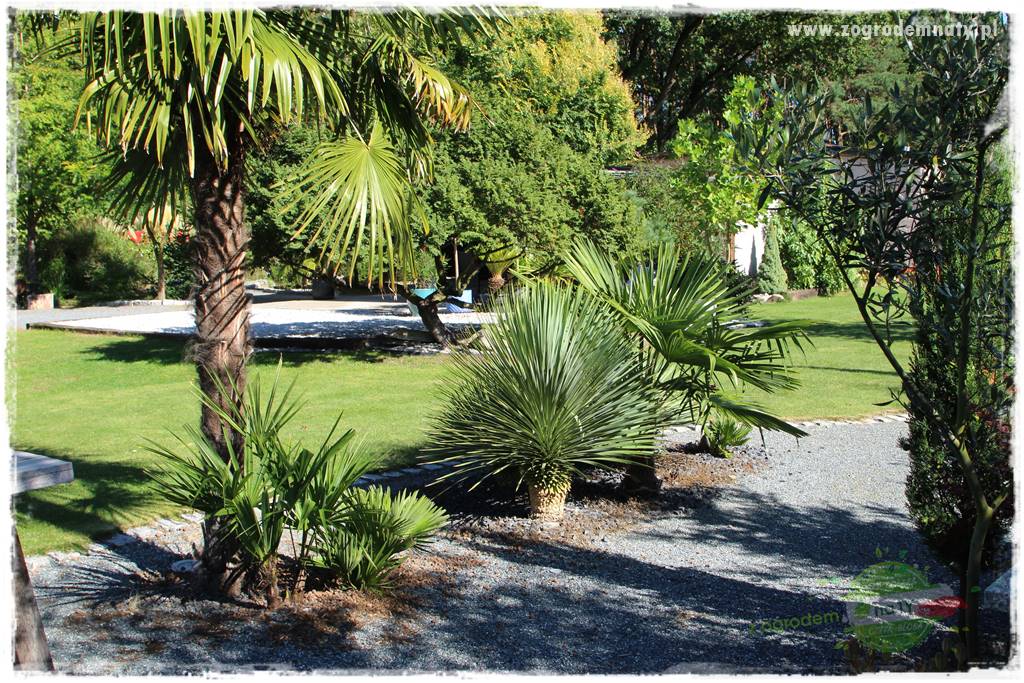 Egzotyczny ogród 414 Egzotyczny ogród 414