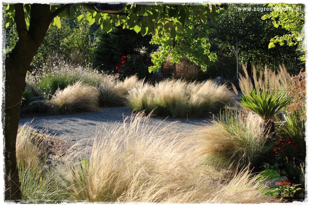Egzotyczny ogród 415 Egzotyczny ogród 415