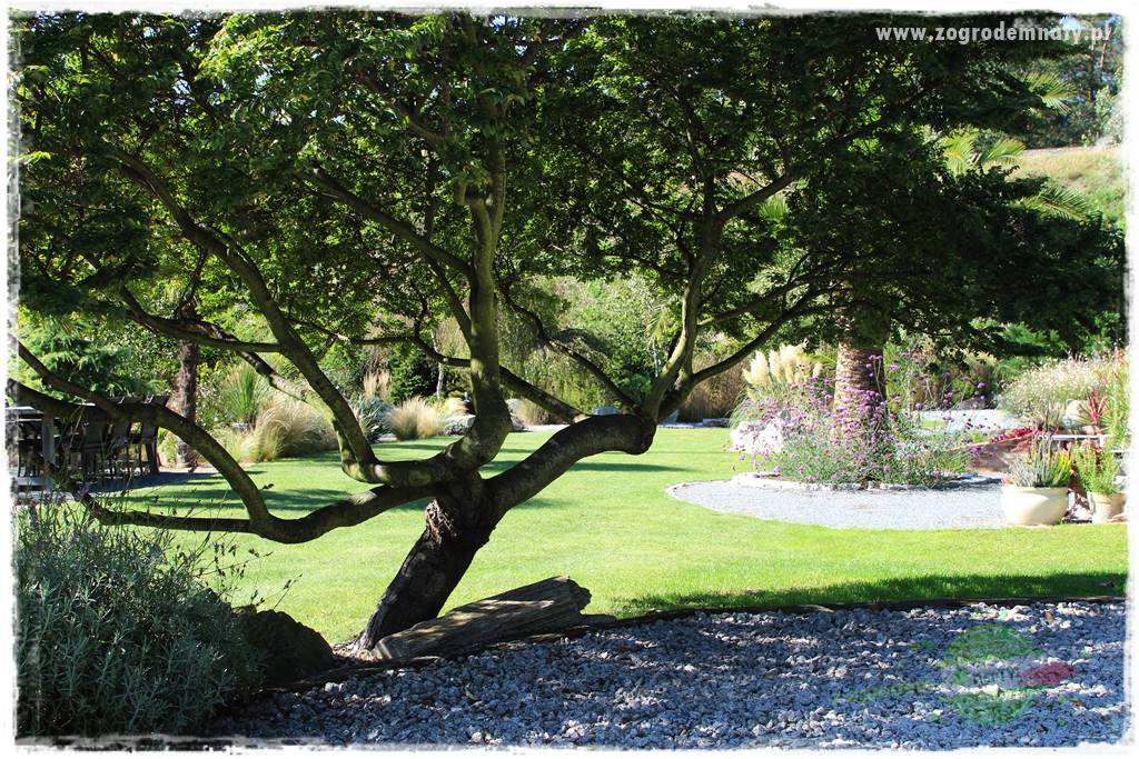 Egzotyczny ogród 418 Egzotyczny ogród 418