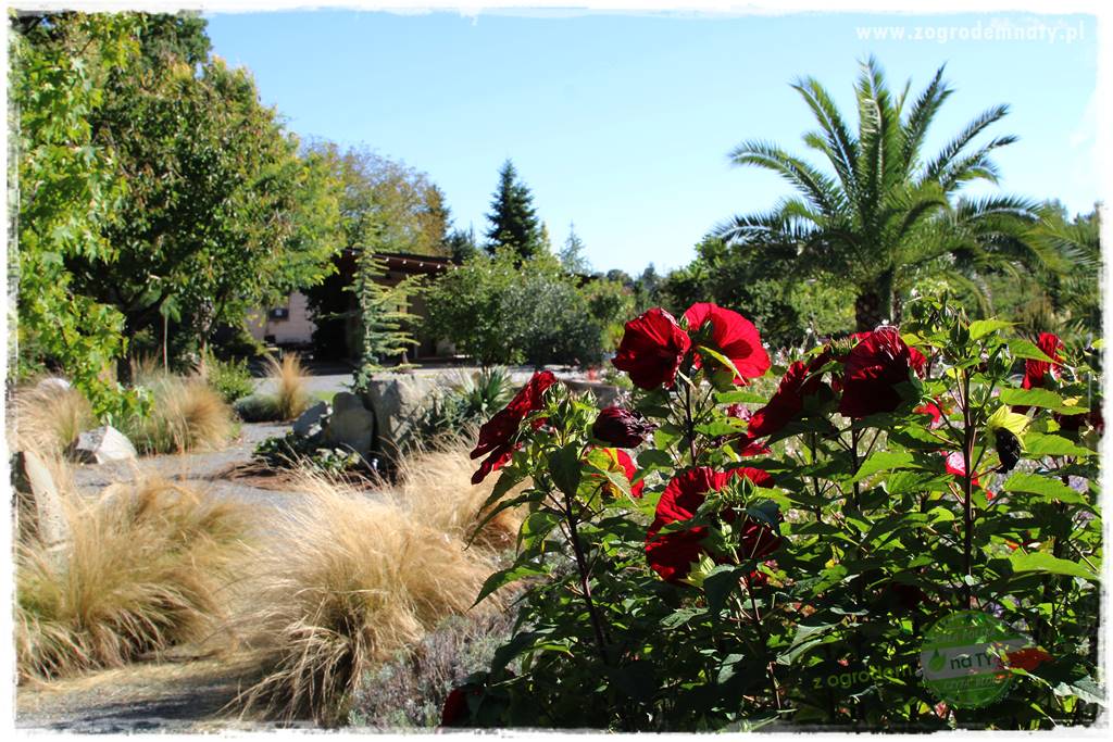Egzotyczny ogród 42 Egzotyczny ogród 42